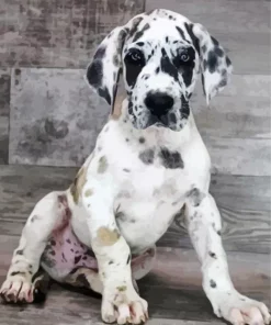 Fawnequin Great Dane Puppy Diamond Painting