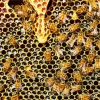 Honey Bee Hive Diamond Painting