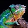 Panther Chameleon Diamond Painting