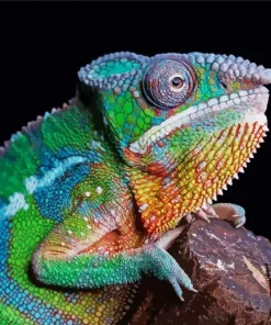 Panther Chameleon Diamond Painting