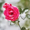 Pink Rose In Snow Diamond Painting