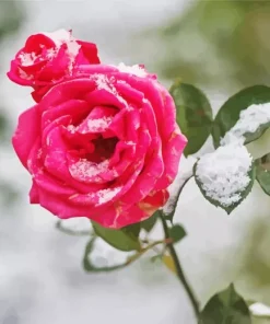 Pink Rose In Snow Diamond Painting