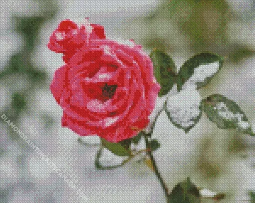 Pink Rose In Snow Diamond Painting