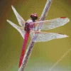 Purple Dragonfly Insect Diamond Painting