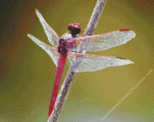 Purple Dragonfly Insect Diamond Painting