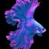 Purple Fish Diamond Painting