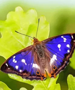 Purple Monarch Butterfly Diamond Painting