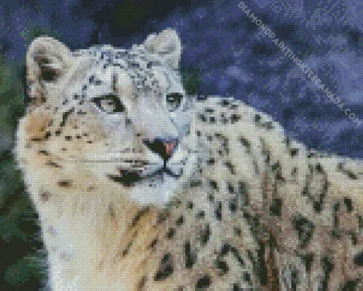 Snow Leopard Diamond Painting