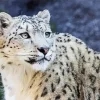 Snow Leopard Diamond Painting