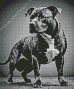 Staffordshire Terrier Diamond Painting