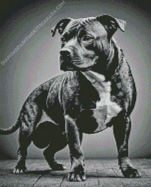 Staffordshire Terrier Diamond Painting