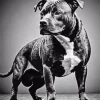 Staffordshire Terrier Diamond Painting