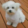 White Morkie Puppy Diamond Painting