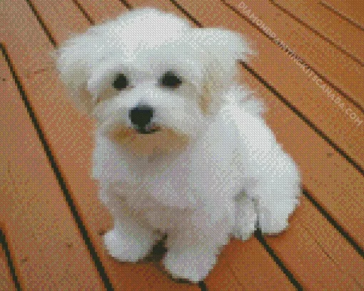 White Morkie Puppy Diamond Painting