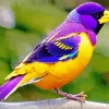 Yellow And Purple Bird Diamond Painting