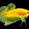 Yellow Betta Fish Diamond Painting