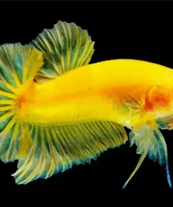 Yellow Betta Fish Diamond Painting