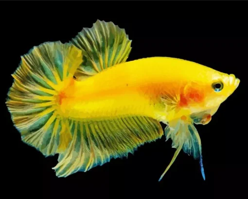 Yellow Betta Fish Diamond Painting