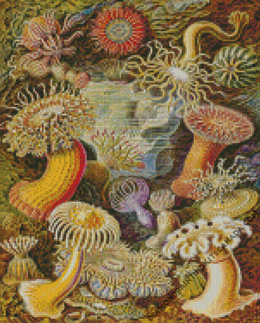 Actiniae By Ernst Haeckel Diamond Painting