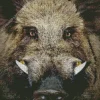 Boar Face Diamond Painting