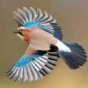 Eurasian Jay Bird Diamond Painting