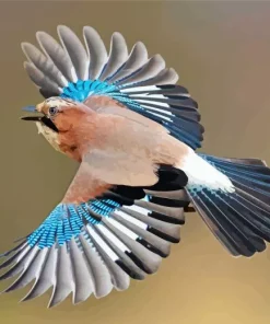 Eurasian Jay Bird Diamond Painting