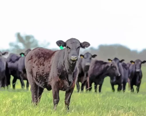 The Aberdeen Angus Diamond Painting