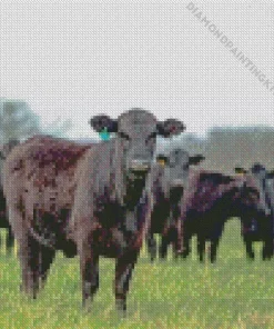 The Aberdeen Angus Diamond Painting