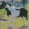 Black And White Pinto Horse Diamond Painting