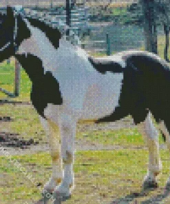 Black And White Pinto Horse Diamond Painting