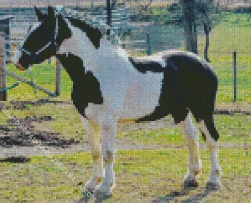 Black And White Pinto Horse Diamond Painting