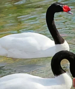 Black And White Swans Diamond Painting