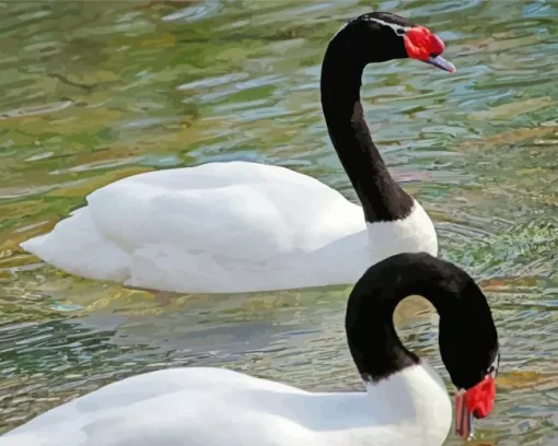 Black And White Swans Diamond Painting