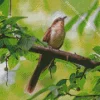 Black Billed Cuckoo Diamond Painting