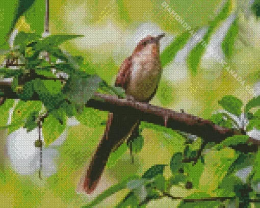 Black Billed Cuckoo Diamond Painting