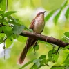 Black Billed Cuckoo Diamond Painting