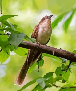 Black Billed Cuckoo Diamond Painting