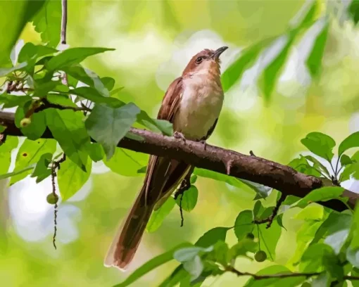 Black Billed Cuckoo Diamond Painting