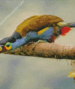 Black Billed Mountain Toucan Diamond Painting