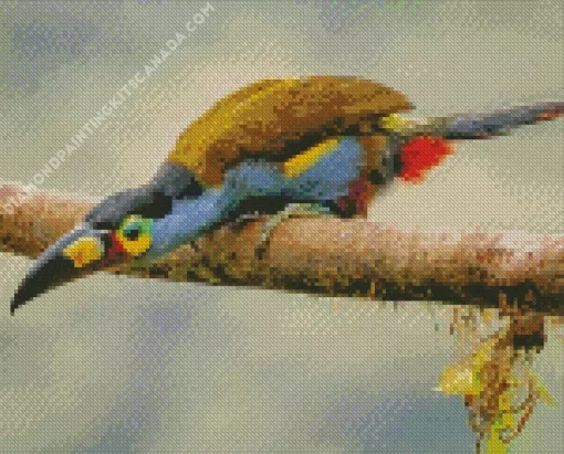 Black Billed Mountain Toucan Diamond Painting