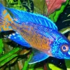 Blue Tropical Fish Diamond Painting