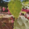 Cactus Heart Diamond Painting