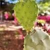 Cactus Heart Diamond Painting