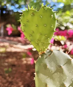 Cactus Heart Diamond Painting