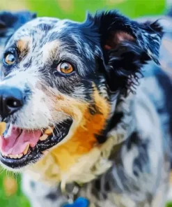 Catahoula Leopard Dog Diamond Painting