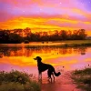 Dog At Sunset Diamond Painting