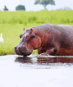 Gray Hippopotamus Diamond Painting