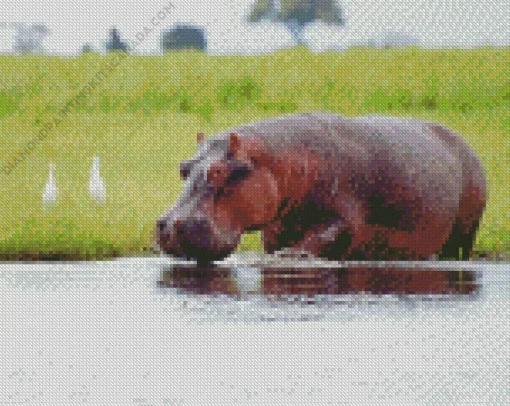 Gray Hippopotamus Diamond Painting