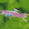 Guppy Fish Diamond Painting