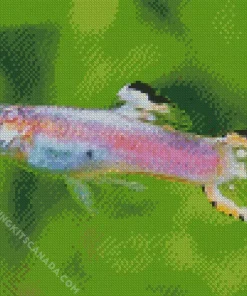 Guppy Fish Diamond Painting